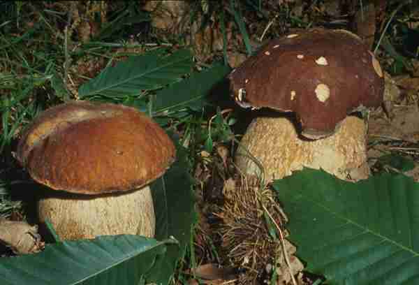  Image name: 65 Porcino.jpg 
 width: 600 pixel 
 height: 408 pixel 
 Size: 17381 bytes 
 Click to enlarge 